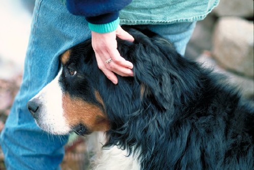 Ganzheitliche Tiermedizin